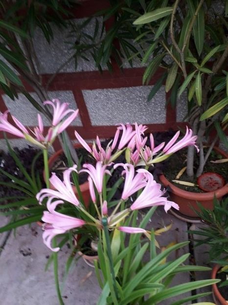  - crinul belladona 2021