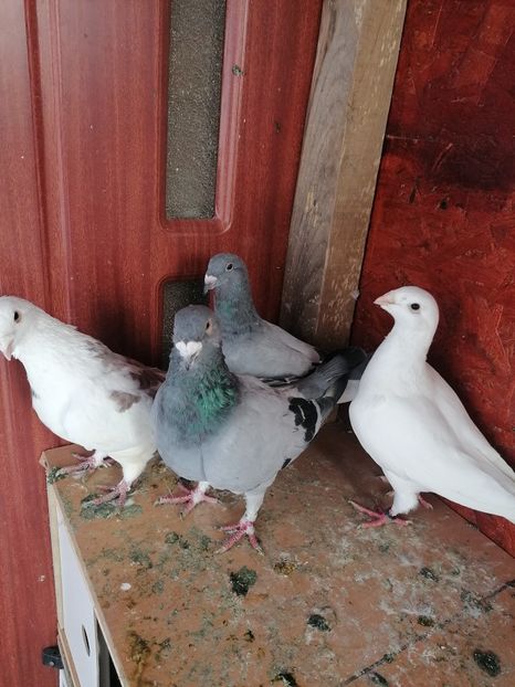  - Porumbei 27-09-2022