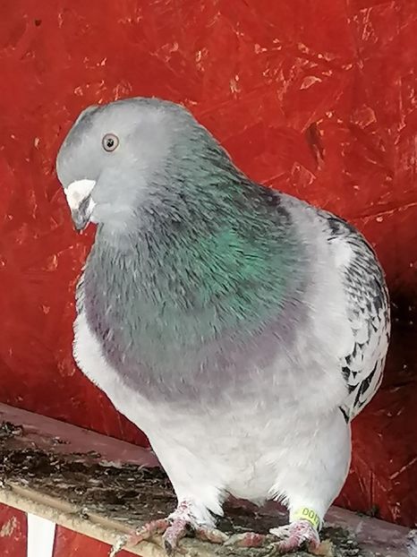  - Porumbei 27-09-2022