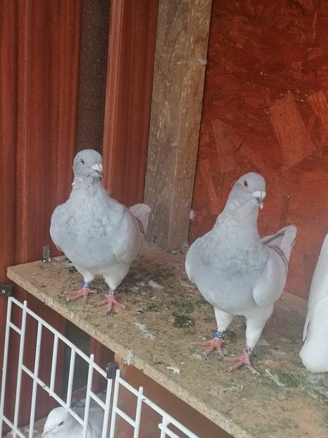  - Porumbei 27-09-2022