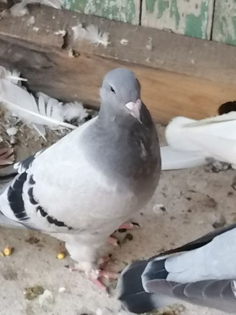  - Porumbei 27-09-2022