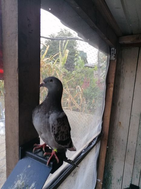  - Porumbei 27-09-2022