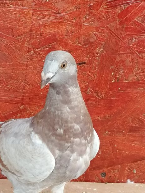  - Porumbei 27-09-2022