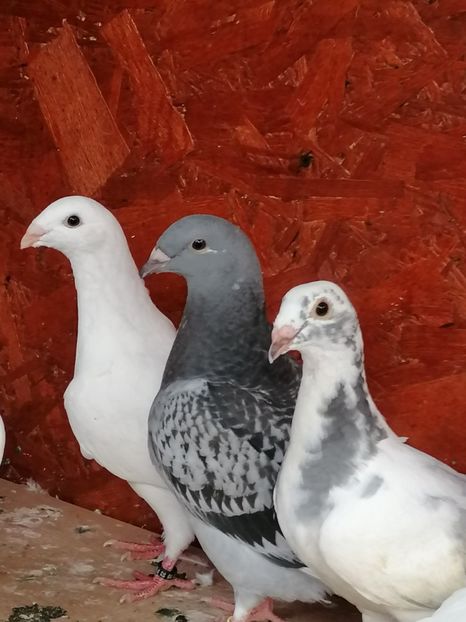  - Porumbei 27-09-2022