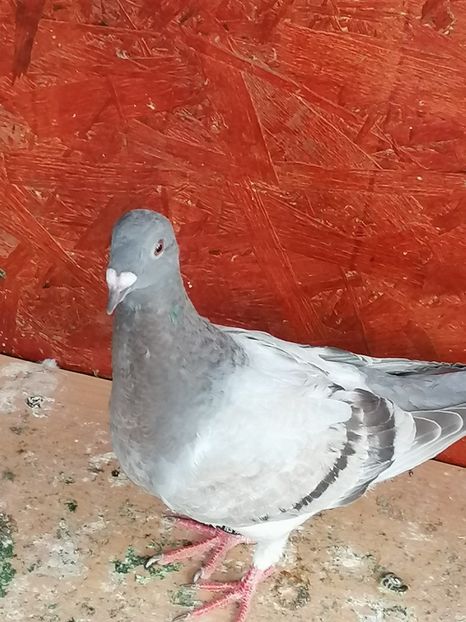  - Porumbei 27-09-2022