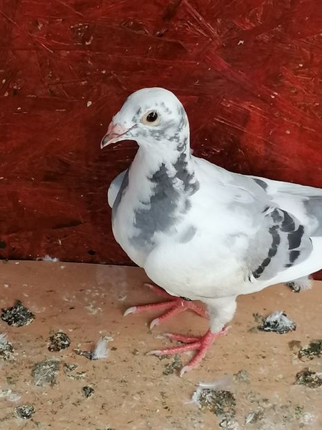  - Porumbei 27-09-2022