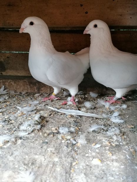  - Porumbei 27-09-2022