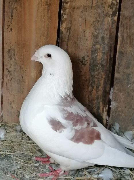  - Porumbei 27-09-2022