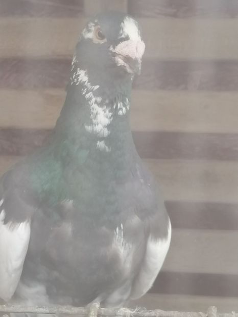  - Porumbei 27-09-2022