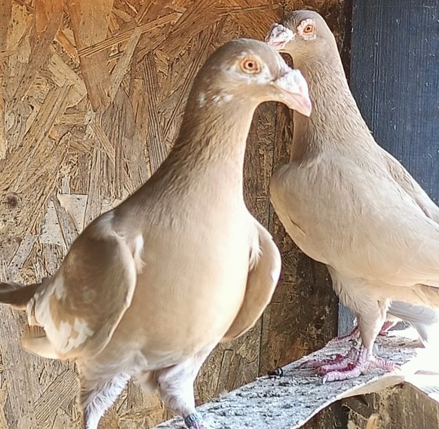  - Voiajori stil vechi pe galben de vânzare