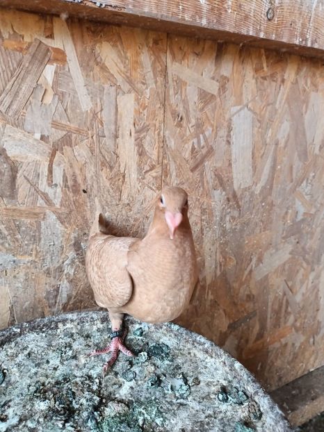 IMG20220806185810 - Voiajori stil vechi pe galben de vânzare