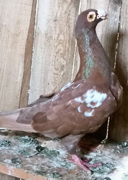  - Voiajori stil vechi pe galben de vânzare