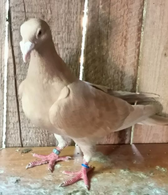  - Voiajori stil vechi pe galben de vânzare