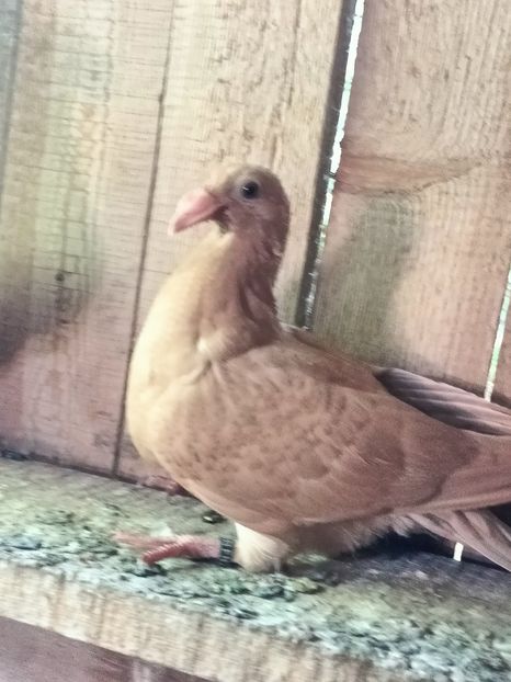 IMG20220806085231 - Voiajori stil vechi pe galben de vânzare