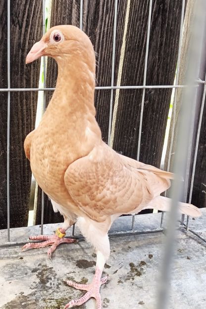  - Voiajori stil vechi pe galben de vânzare