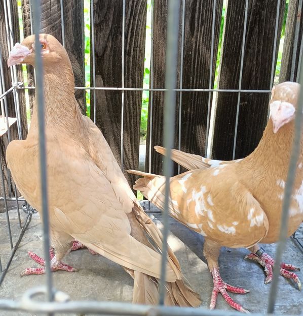  - Voiajori stil vechi pe galben de vânzare