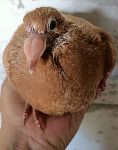  - Voiajori stil vechi pe galben de vânzare