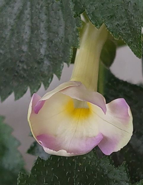 BRID'S ALBA - AAA RIZOMI ACHIMENES DISPONIBILI -2023