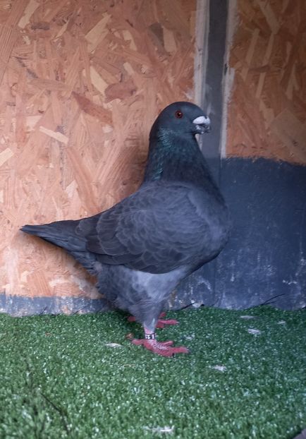 Mascul 2022 IT B929 Bertoldo Faustino - Porumbei vânduti 2023