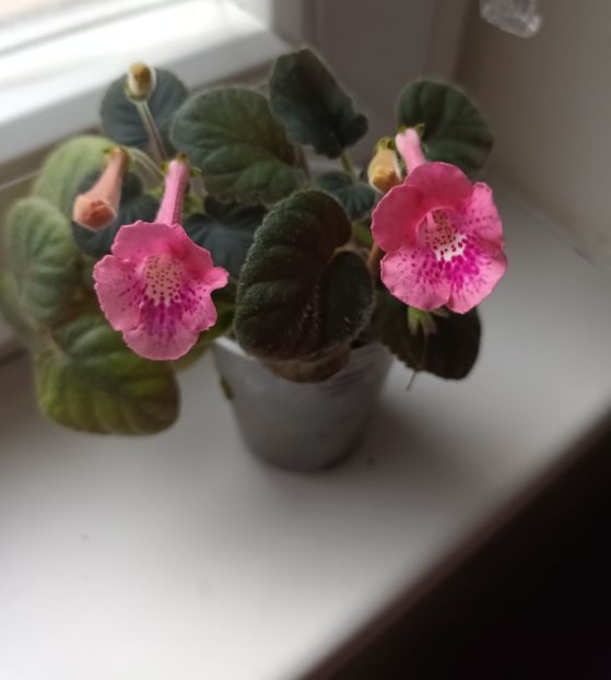  - Mini sinningia