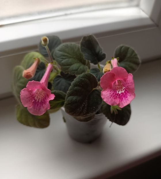  - Mini sinningia