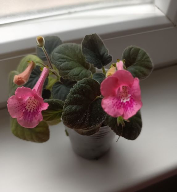  - Mini sinningia