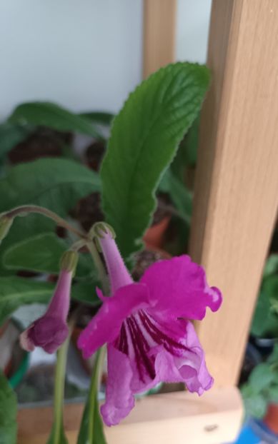  - STREPTOCARPUS