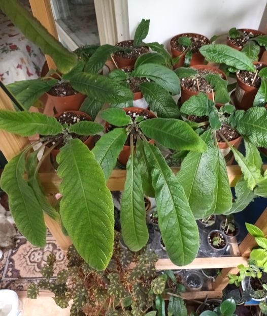  - STREPTOCARPUS
