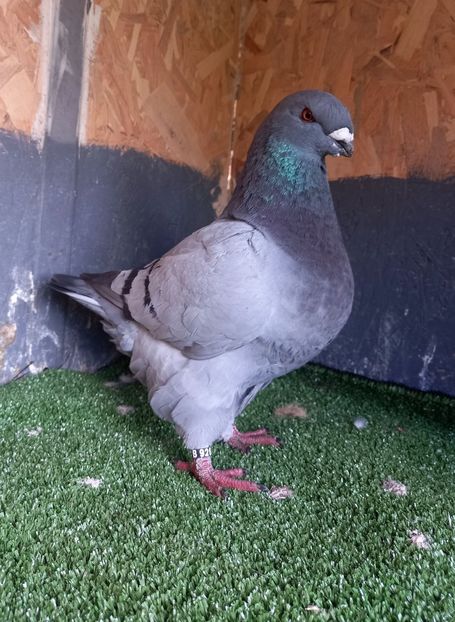 Mascul 2022 IT B927 cioc ușor deviat Bertoldo Faustino - Porumbei vânduti 2023