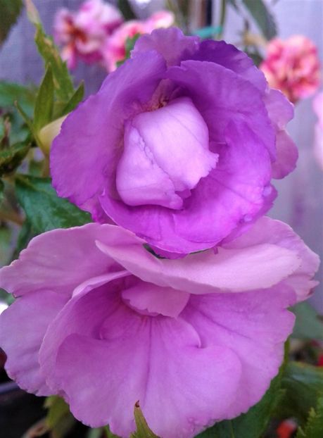  - Frumosi mei achi astazi