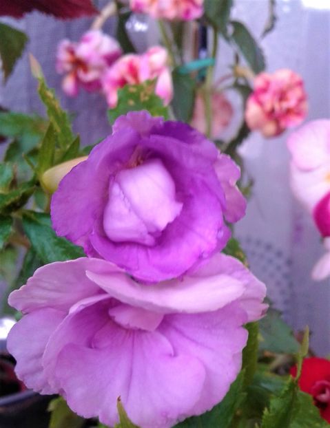  - Frumosi mei achi astazi