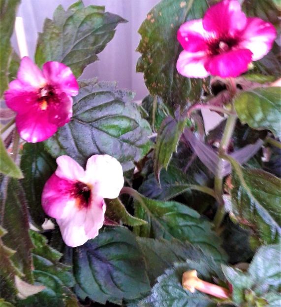  - Frumosi mei achi astazi