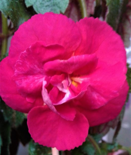  - Frumosi mei achi astazi