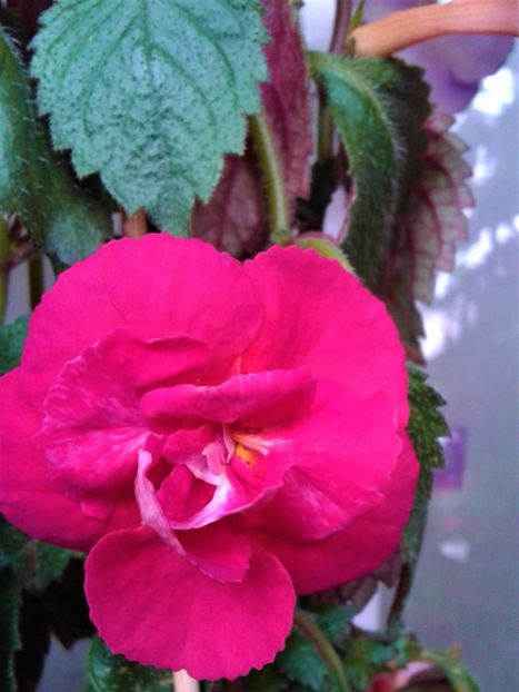  - Frumosi mei achi astazi