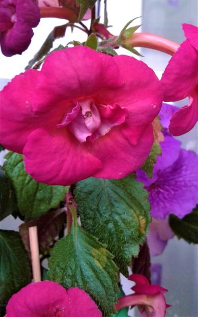  - Frumosi mei achi astazi