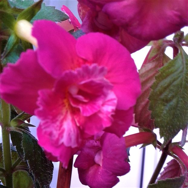  - Frumosi mei achi astazi