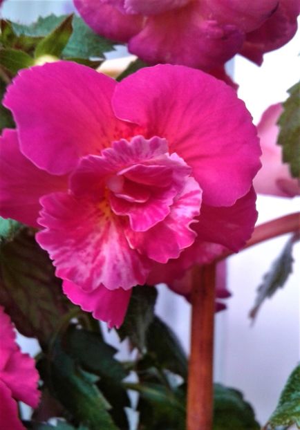  - Frumosi mei achi astazi