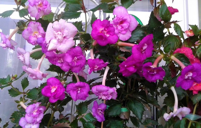  - Frumosi mei achi astazi