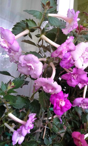  - Frumosi mei achi astazi