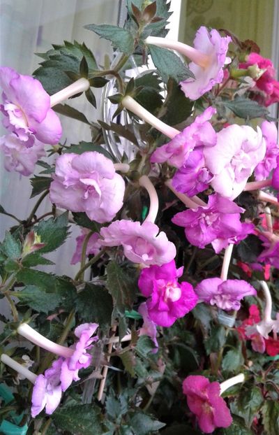  - Frumosi mei achi astazi