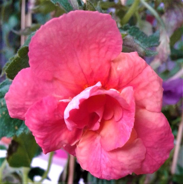  - Frumosi mei achi astazi