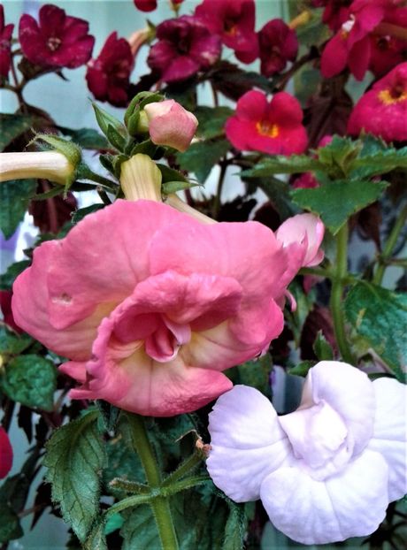  - Frumosi mei achi astazi