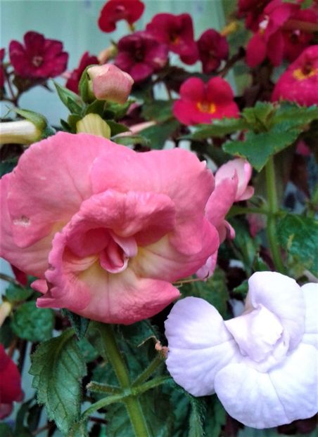  - Frumosi mei achi astazi