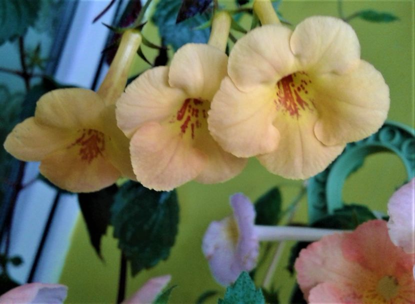  - Frumosi mei achi astazi