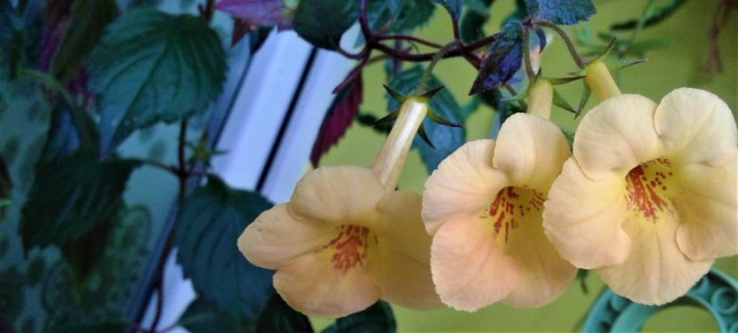  - Frumosi mei achi astazi