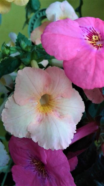  - Frumosi mei achi astazi