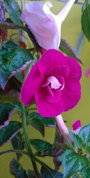  - Frumosi mei achi astazi