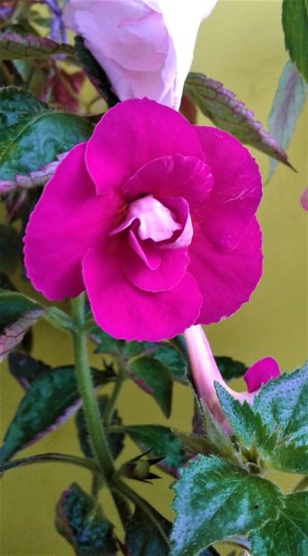  - Frumosi mei achi astazi