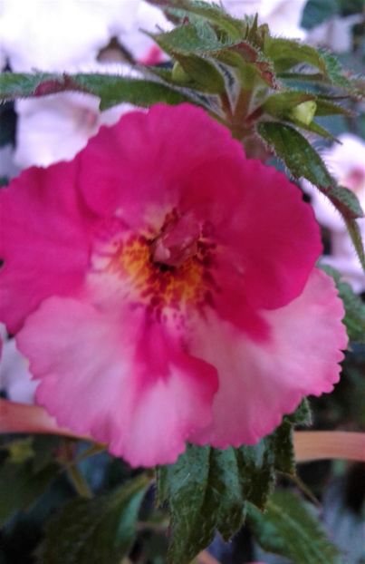  - Frumosi mei achi astazi