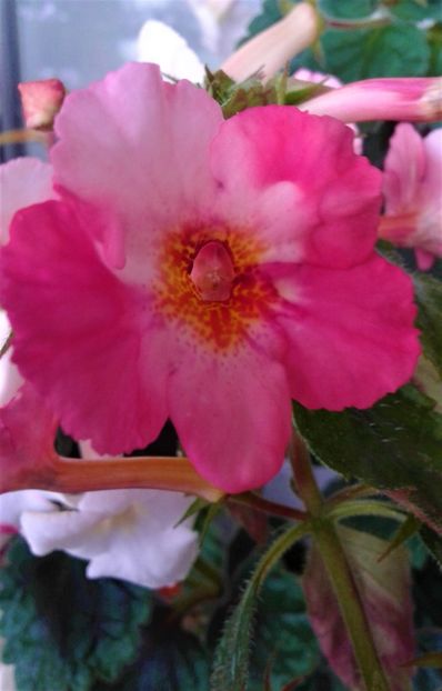  - Frumosi mei achi astazi